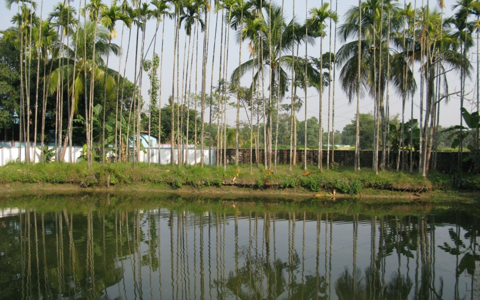 A pond near Kamal Bazar, Sylhet, Bangladesh, February 2020